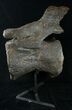 Massive Diplodocus Caudal Vertebra - Dana Quarry #10106-3